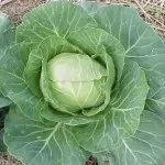 cabbage