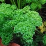 parsley