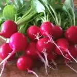 radish