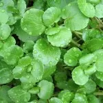 watercress